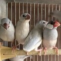 シルバー文鳥の若鳥です