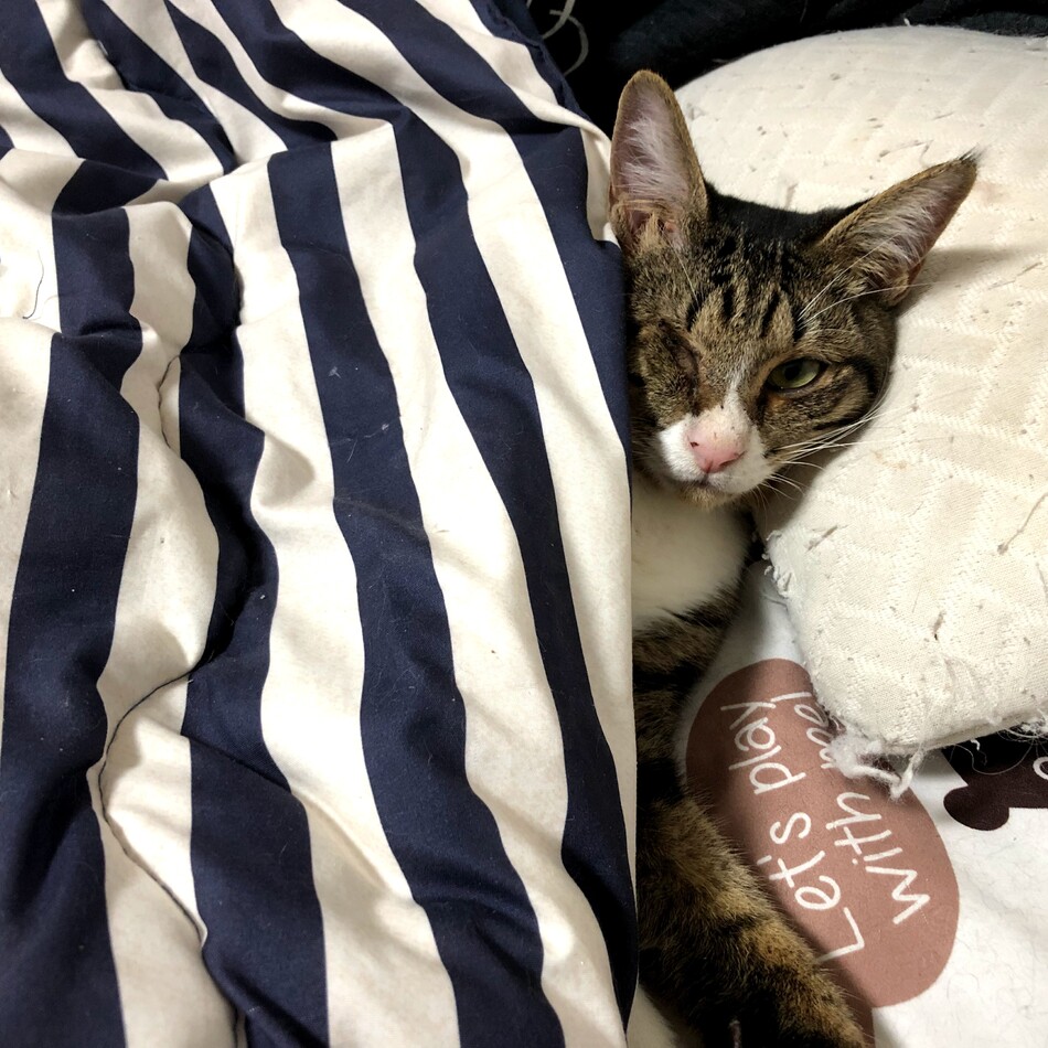 ラックのカバー写真