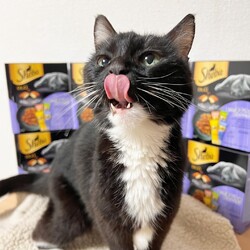 猫の譲渡会▼名古屋市守山区 サムネイル2