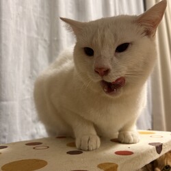 猫の譲渡会▼名古屋市守山区 サムネイル3