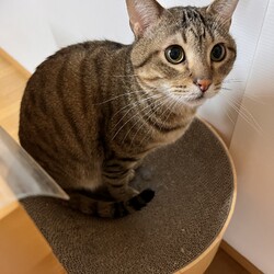 猫の譲渡会▼名古屋市守山区小幡駅前！ サムネイル2