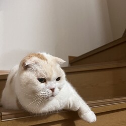 猫の譲渡会▼名古屋市守山区小幡駅前！ サムネイル3