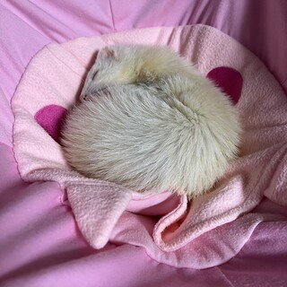 ホワイトカラーのフェレット！女の子