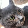 ★グレー子猫のしょこたん　2匹setで！ サムネイル3