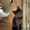 ★グレー子猫のしょこたん　2匹setで！ サムネイル6