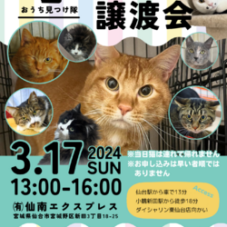 保護猫譲渡会(茂庭台にゃんこ主催)