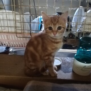 ペルシャ絨毯の様な2カ月のメスの子猫