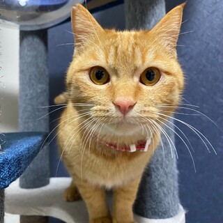 茶トラのわらび君