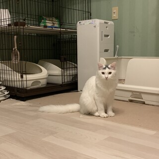 はにかみ屋で大人しいの女の子