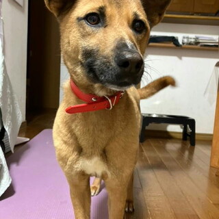 不妊手術済み無駄吠えなし柴風めす