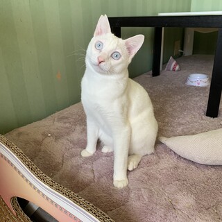 抱っこ大好き甘えん坊の白猫くん