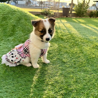 さつま ★ 人懐っこい男の子