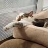 日向ぼっこしながらすやすやお昼寝