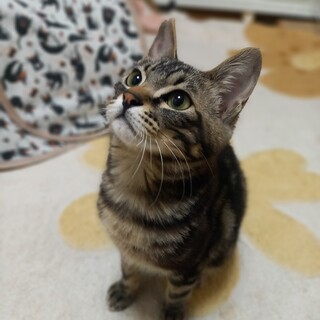 アメショ柄のあまちゃん&きじのりなちゃん6か月