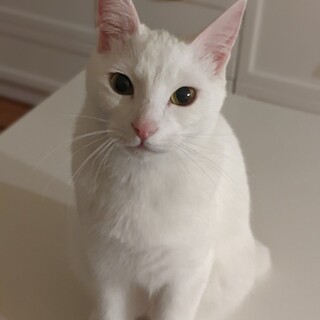 そっくり白猫☆夏野菜兄妹　みょうが♀