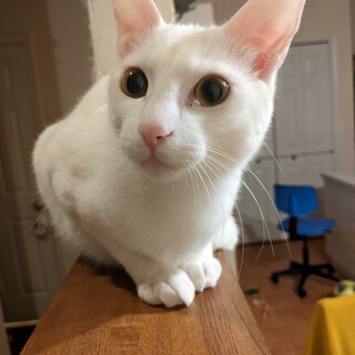 そっくり白猫☆夏野菜兄妹　おくら♂