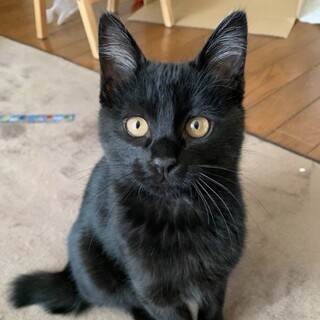 遊ぶの大好き♡ラッキー