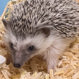 里親決定しました