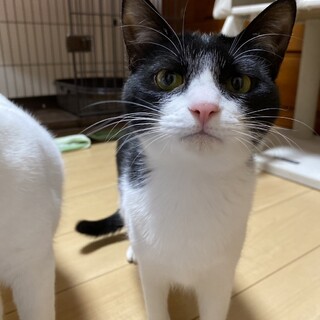 元気いっぱい♪甘えん坊♡　華♀