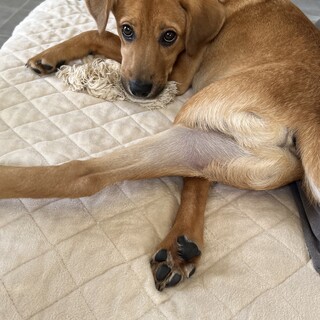 雑種のオスで人懐っこく優しい子です！