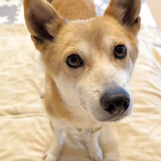 甘えん坊で食いしん坊、活発な女の子つばき