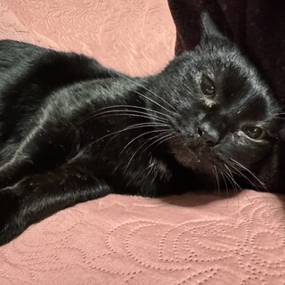 甘えん坊の黒猫ちゃん