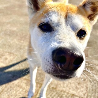 豆柴風MIX  　　愛護センターから保護