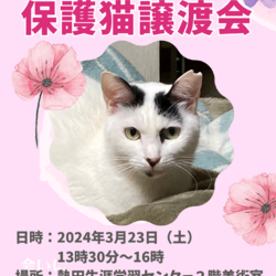 保護猫譲渡会