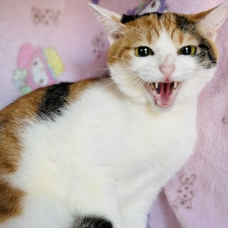 ぽんぽん☺︎美しいものにはトゲがあります