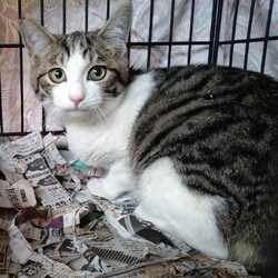 南区/南生涯学習センターで譲渡会