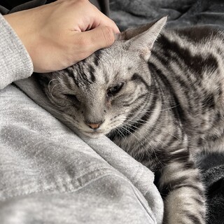 成猫のアメリカンショートヘアのチョコちゃん