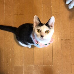 「3月3日(日)　島忠ホームズ所沢店譲渡会！」サムネイル2