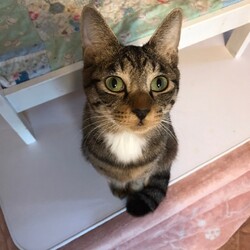 「3月3日(日)　島忠ホームズ所沢店譲渡会！」サムネイル3