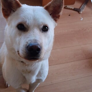 【相談中】甘えん坊の男の子ベア20キロ