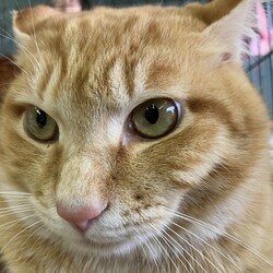 名古屋市緑区猫の譲渡会