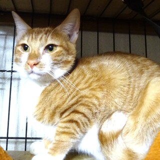 個別お見合い、おやつ大好き、純平くん