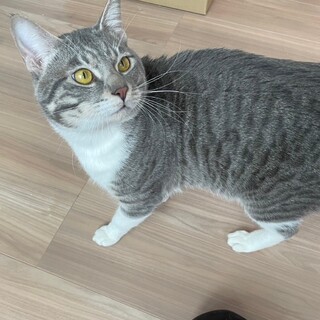 3/17さいたま市岩槻区譲渡会参加 まるおくん