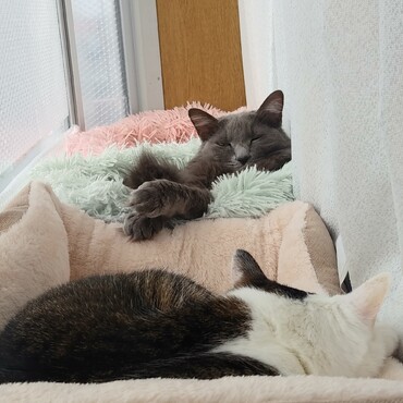 一緒に日向ぼっこ出来たよ