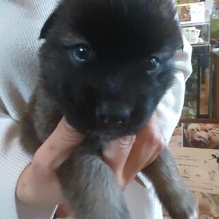 おっとりしていておとなしい「かすみ」ちゃん♀ 