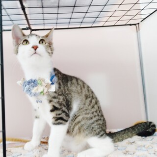 ★里親様決定！★元気いっぱい甘えん坊❤クッキー