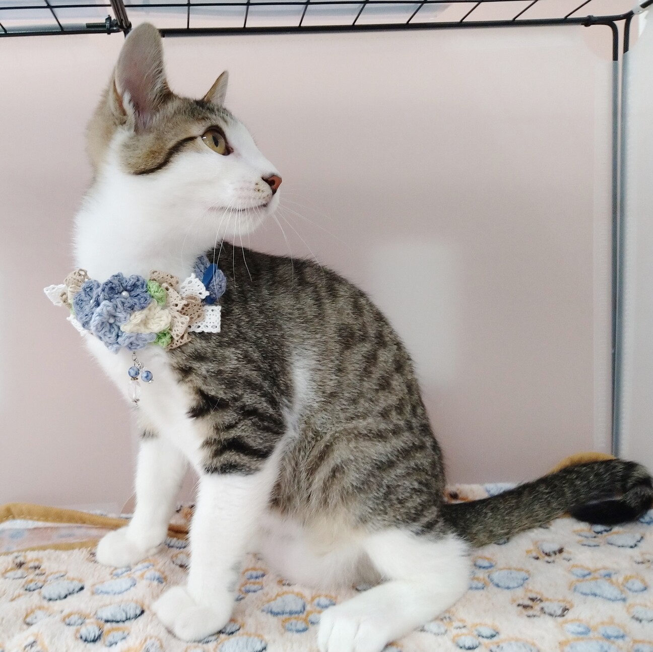 ★里親様決定！★元気いっぱい甘えん坊❤クッキー サムネイル7