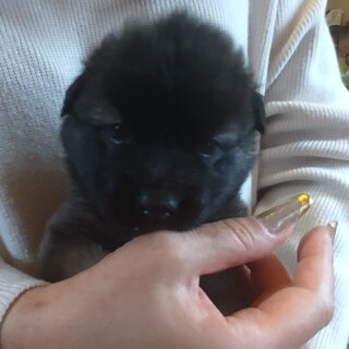 くりくりとした目がとってもかわいい「たけし」くん♂