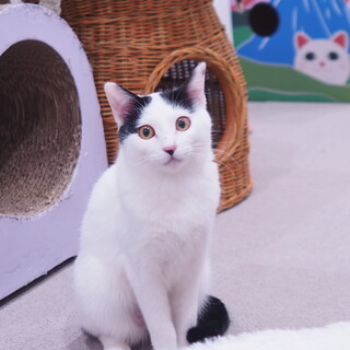 読書好きな優等生タイプ、ひらがなちゃん