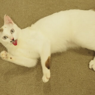 好奇心旺盛なガールパワー　カタカナちゃん