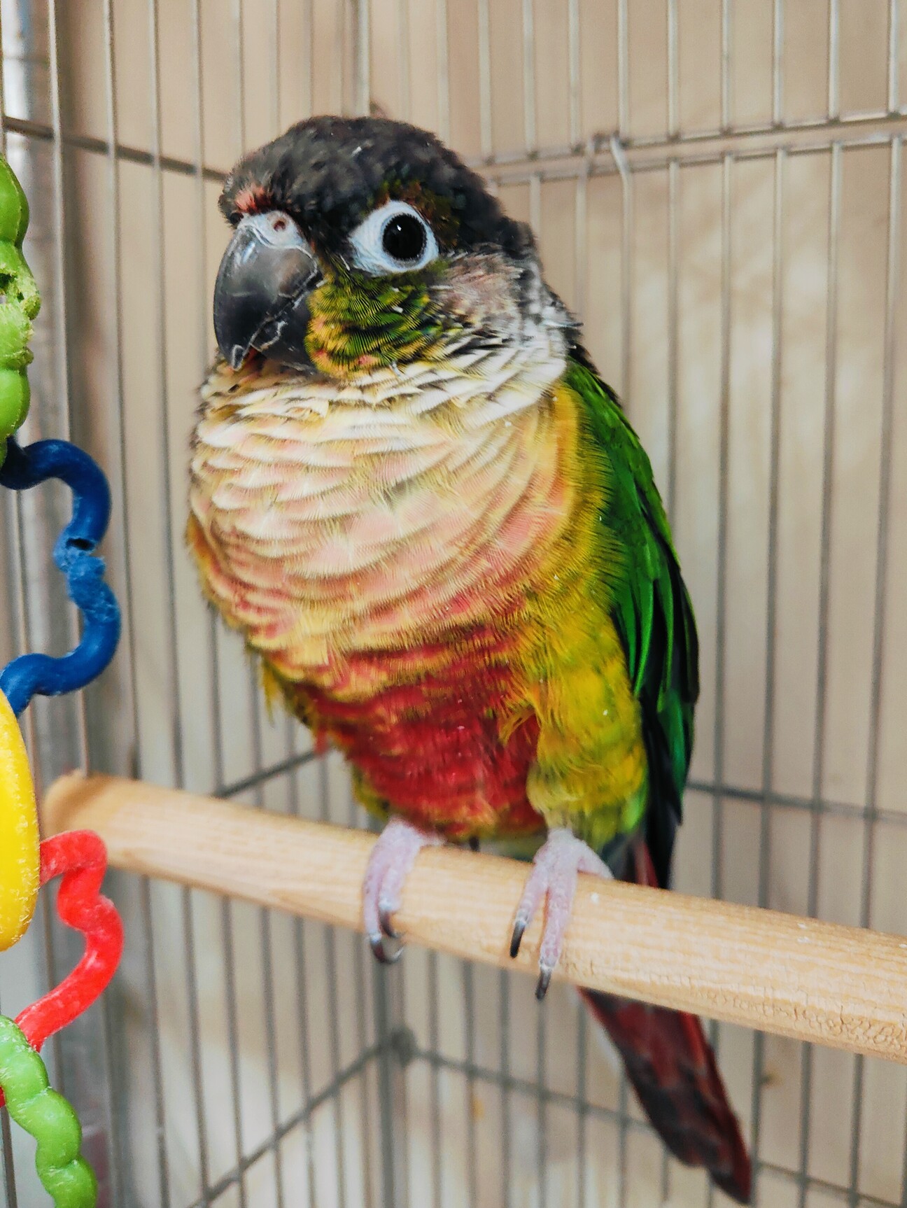 ワキコガネウロコインコの」千葉県 - 鳥の里親募集(484097