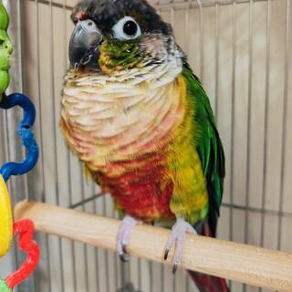 ワキコガネウロコインコの里親募集