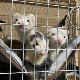 フェレ3匹一緒に！里親決定！