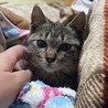 ちょっぴり不安な子猫の女の子「ミャー子」 サムネイル2