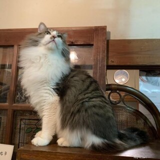 お膝大好きイケメン長毛　次郎くん