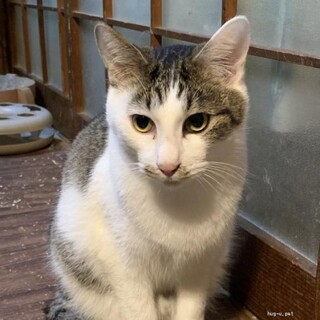 人間、猫大好き　とっても元気な太郎くん